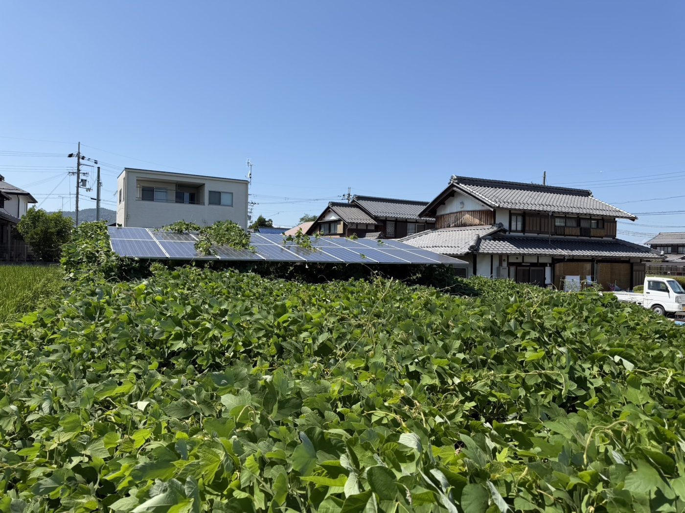 除草前。パネル前面まで雑草が伸びている様子