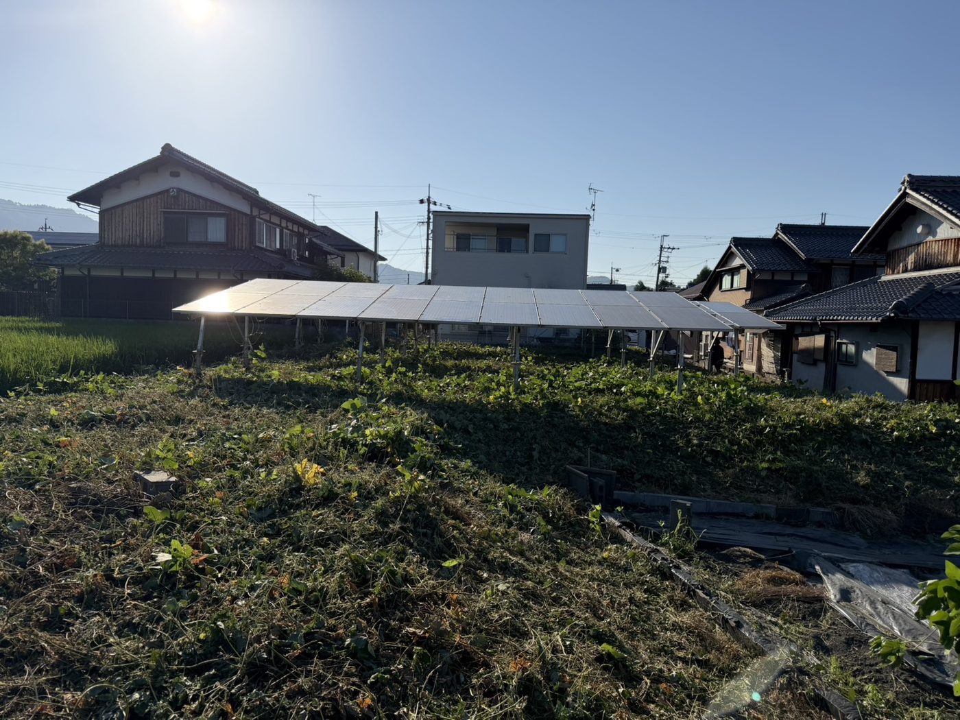 除草後。架台の足元が見えるようになった様子