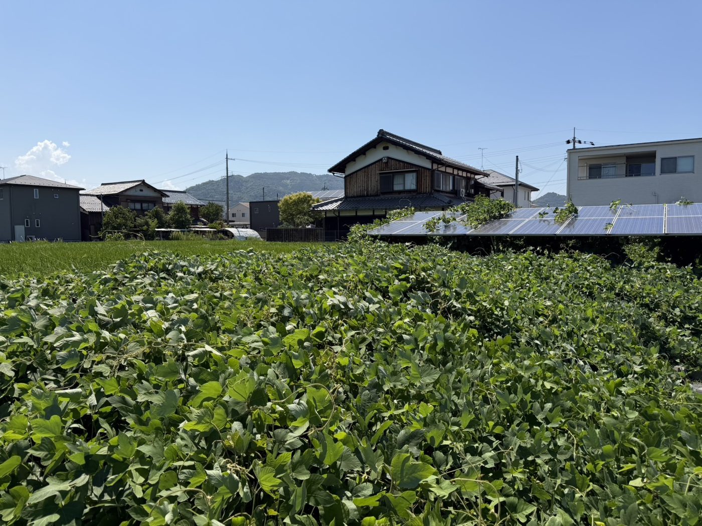 除草前。架台の足元まで草が茂っている様子
