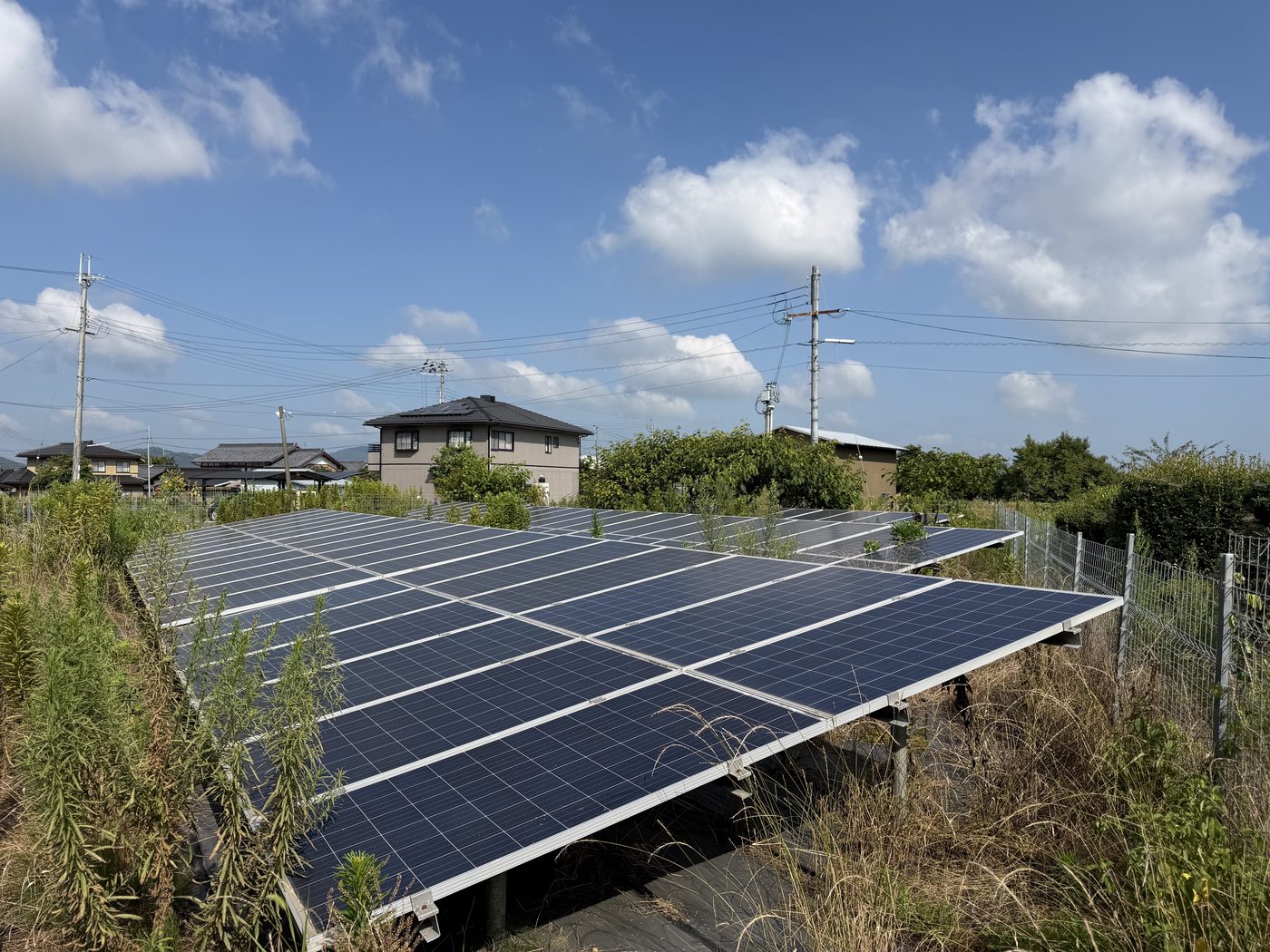 除草前。敷地全体に草が広がっている様子