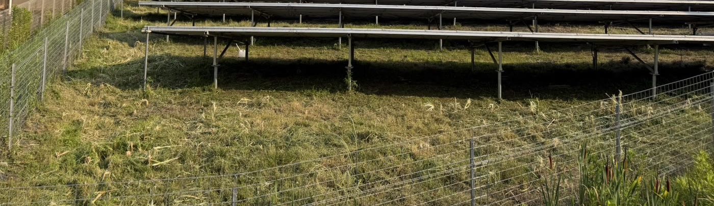刈り込んだ直後の発電所の地面とパネル列