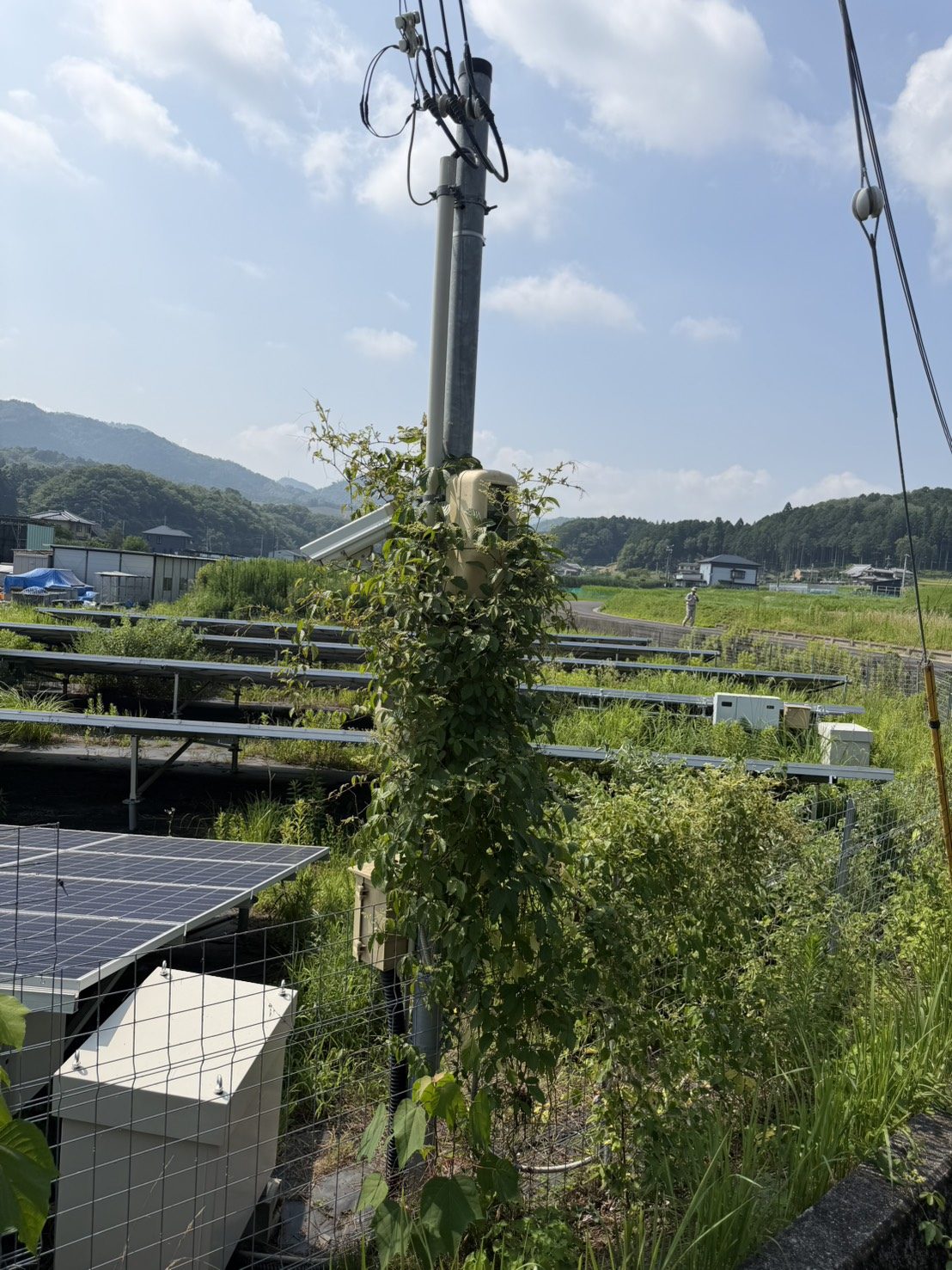 つる草に覆われた監視カメラ
